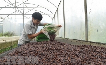 Châu Âu có quy định mới về cấm nhập khẩu cà phê liên quan đến phá rừng