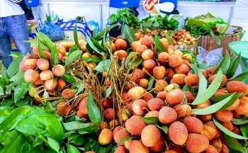 Hành trình xuất ngoại của trái vải thiều