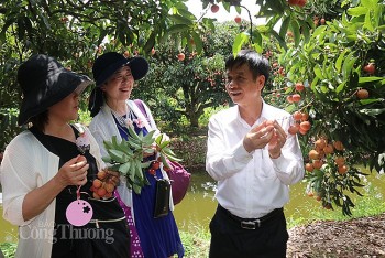 Doanh nghiệp Nhật Bản mong muốn đẩy mạnh chế biến sâu quả vải thiều Thanh Hà