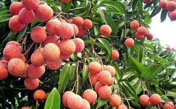 Vải ngọc không hạt cháy hàng, nhà sản xuất trả đơn không kịp