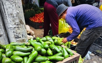 Không có đầu ra, bơ 034 rẻ hiếm thấy