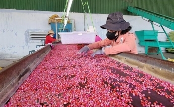 Ninh Thuận đẩy mạnh phát triển sản xuất nông nghiệp theo chuỗi giá trị