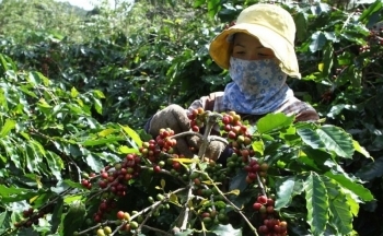 Lễ hội cà phê Sơn La lần thứ nhất diễn ra vào tháng 10/2023