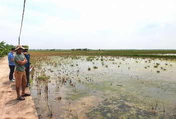 Sở Nông nghiệp và Phát triển nông thôn Thái Bình khẳng định nguyên nhân do nhiễm mặn
