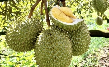 Đưa sầu riêng vào Trung Quốc: Bước đi mới của Thái Lan cạnh tranh với hàng Việt