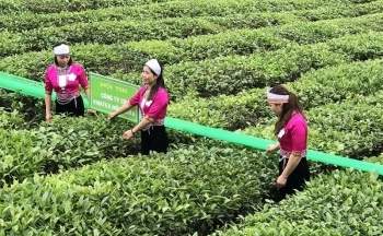 Xuất khẩu chè thu về 64,5 triệu USD trong 5 tháng