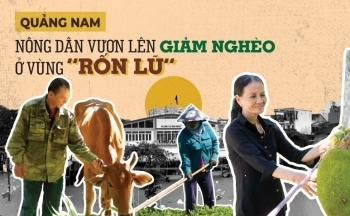 Longform | Quảng Nam: Nông dân vươn lên giảm nghèo ở vùng “rốn lũ”