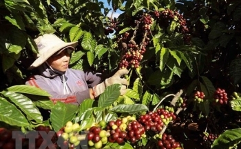 Làm thế nào để sản phẩm nông nghiệp nắm bắt cơ hội tại thị trường EU?