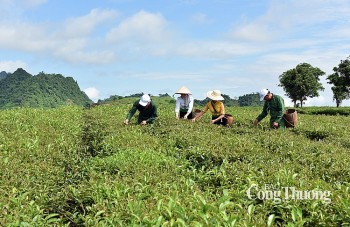 Mộc Châu khai thác và phát huy thế mạnh du lịch nông nghiệp