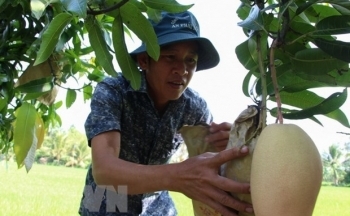 Đồng Tháp: Nguy cơ cung vượt cầu vì ồ ạt trồng cây ăn trái