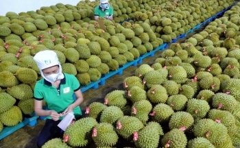 Bội thu đơn hàng, xuất khẩu rau quả sẽ vượt cả năm 2022 chỉ sau 1 tháng nữa