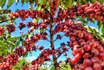 Giá cà phê hôm nay ngày 5/7/2023: Giá cà phê trong nước tăng mạnh