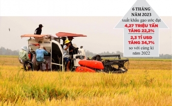 Xuất khẩu gạo Việt Nam xác lập kỷ lục mới