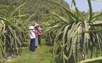 Tỉnh Sơn La đẩy mạnh xuất khẩu thanh long ra nước ngoài