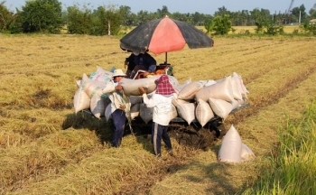 Giá gạo xuất khẩu của Việt Nam duy trì ở gần mức cao nhất trong 2 năm