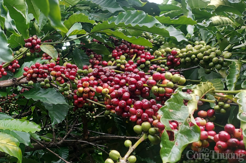 Giá cà phê hôm nay, ngày 10/7/2023: Giá cà phê tăng trong nước tiến sát mốc 67.000 đồng/kg