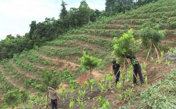 Quảng Ngãi: Tập trung phát triển kinh tế vùng cao