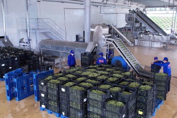 Sông Mã (Sơn La): Chủ động xây dựng vùng nguyên liệu nông sản