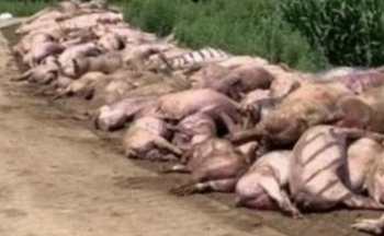 Mất điện đột ngột vào nửa đêm, gần 500 con lợn sốc nhiệt chết thảm