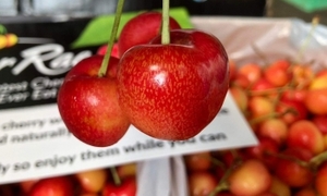 Cherry nhập khẩu bán đầy chợ Việt, hàng Mỹ giá rẻ chưa từng có