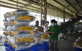 Thị trường xuất khẩu trước bài toán sống - còn