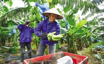 “Nhanh chân” tận dụng FTA để trợ lực cho xuất khẩu