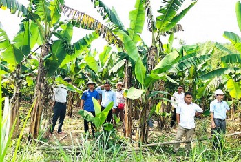 Thừa Thiên Huế: Vốn tín dụng chính sách góp phần giảm nghèo bền vững
