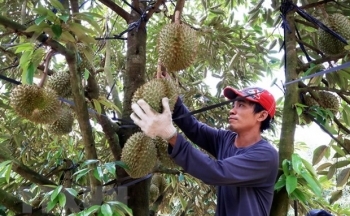 Xuất khẩu sầu riêng năm 2023 dự kiến đạt 1,2-1,5 tỷ USD