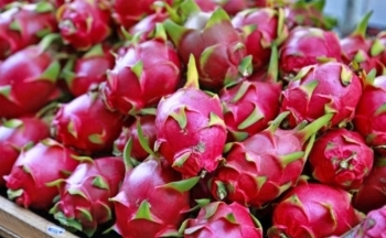 Hết thời là trái cây tỷ USD, thanh long tràn ra chợ giá rẻ bèo