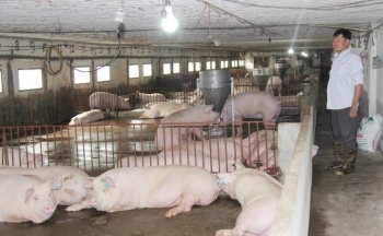 Tăng giá chưa lâu, heo hơi trong nước đã phải đối đầu heo nhập giá rẻ ồ ạt đổ về