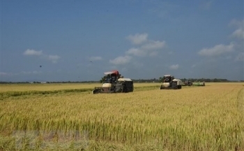 Giá gạo xuất khẩu tăng lên mức cao nhất trong hơn một thập kỷ