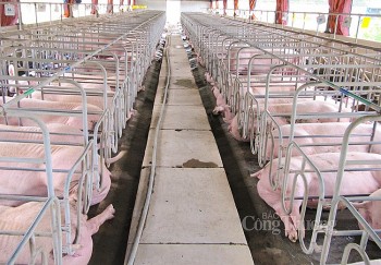 Giá heo hơi hôm nay ngày 5/1/2024: Giảm nhẹ 1.000 đồng/kg tại một vài địa phương