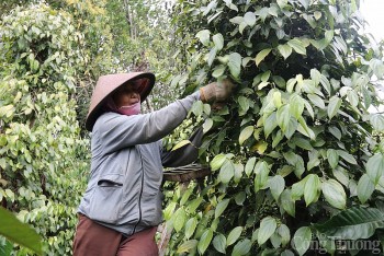 Giá tiêu hôm nay ngày 27/7/2023: Sát mùa lễ hội, giá tiêu thế giới sẽ phục hồi trở lại?