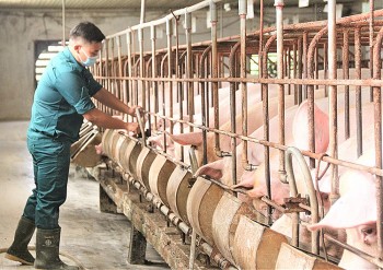 Giá heo hơi hôm nay ngày 5/8/2023: Biến động trái chiều từ 1.000 đến 2.000 đồng/kg