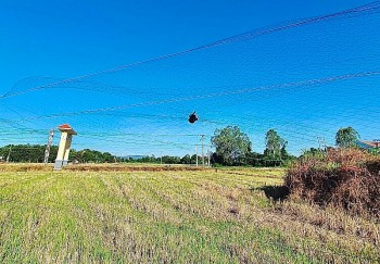 Quảng Nam: Triệt phá các tụ điểm mua bán chim yến trái phép
