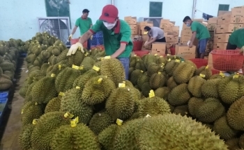 Mặt hàng sầu riêng đẩy kim ngạch xuất khẩu rau quả đạt mức kỷ lục