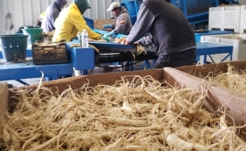 Câu chuyện thành công của doanh nghiệp Canada gốc Việt nhờ CPTPP