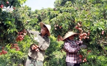 Bắc Giang: Cấp mới 43 mã số vùng trồng vải thiều xuất khẩu