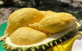 Sầu riêng bị