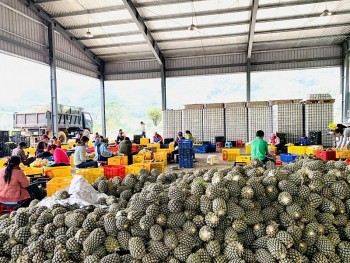 Lào Cai: Phát triển chuỗi liên kết sản xuất và tiêu thụ sản phẩm chủ lực