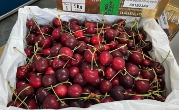 Giá cherry nhập khẩu Mỹ thấp kỷ lục