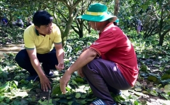 Nhà nông tăng lợi nhờ NPK Cà Mau công nghệ Polyphosphate
