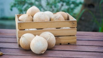 Hoa Kỳ mở cửa thị trường với quả dừa sọ Việt Nam