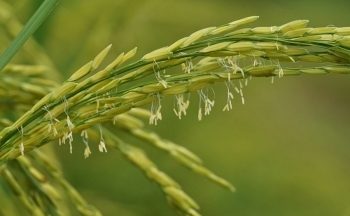 Bắt sóng giá gạo, một cổ phiếu ngành lương thực “tím ngắt” 5 phiên liên tiếp