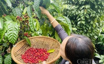 Giá cà phê hôm nay, ngày 24/8/2023: Giá cà phê trong nước tăng nhẹ với 64.700 đồng/kg