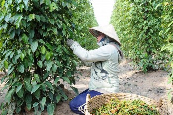 Giá tiêu hôm nay ngày 11/8/2023: Cao nhất 74.000 đồng/kg