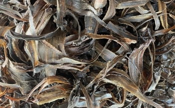 Cần 700 tấn giun đất khô, thương lái Trung Quốc sang Việt Nam gom lượng lớn