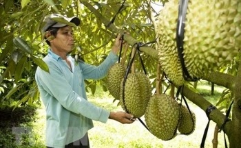 Quản lý chặt hoạt động thu mua và tiêu thụ sầu riêng ở tỉnh Đắk Lắk