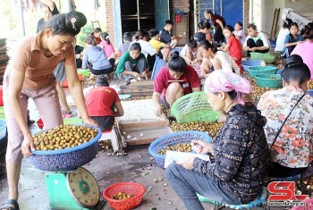 Hơn 5 tấn nhãn được bán trong 4 giờ livestream: Sông Mã tự tin tiêu thụ hơn 70 nghìn tấn