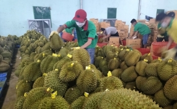 “Đánh bật” thanh long, xuất khẩu sầu riêng đạt con số kỷ lục